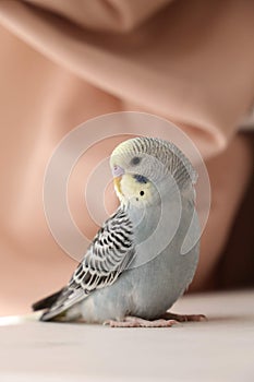 Grey wavy parrot