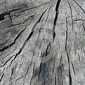 Grey weathered tree stump