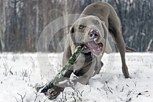 Grey weimaraner dog laying down, facing camera, chewing wooden s