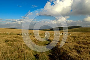 The grey wethers, Dartmoor national park, devon photo