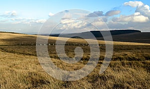 The Grey Withers, Sittaford Tor, on Dartmoor National Park Devon, photo