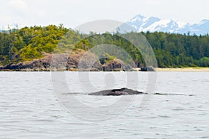 Grey Whale