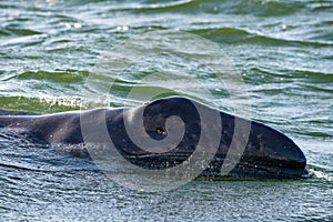 Grey whale baby with dangered eye photo