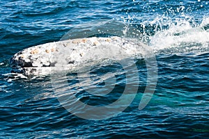 Grey whale with calf