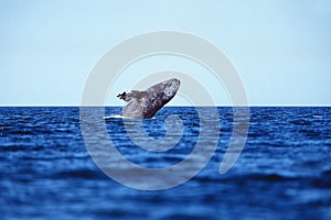 BALEINE GRISE eschrichtius robustus photo