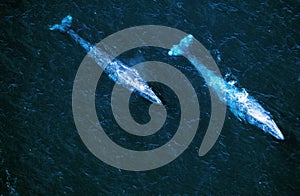 GREY WHALE eschrichtius robustus, AERIAL VIEW, BAJA CALIFORNIA IN MEXICO photo