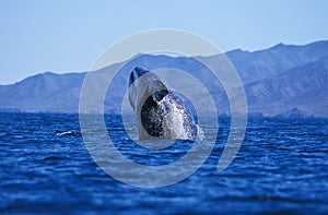 Grey Whale or Gray Whale, eschrichtius robustus, Adult Breaching, Head looking out from Water, Baja California in Mexico