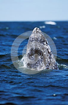 Grey Whale or Gray Whale, eschrichtius robustus, Adult spyhopping, Head looking out from Water, Baja California, Mexico