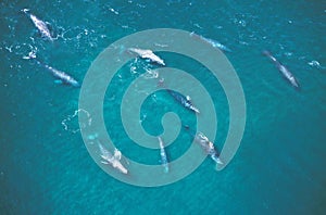 Grey Whale or Gray Whale, eschrichtius robustus, Group, Aerial View, Baja California in Mexico