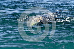 Grey whale in Loreto baja california sur