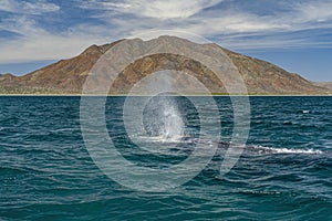 Grey whale in magdalena bay baja california