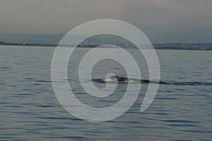 Grey Whale off Vancouver British Columbia