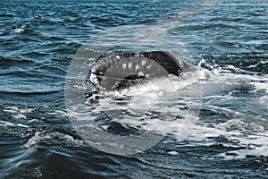 Grey whale surfaces in Baja California on Mexico`s Pacific coast