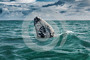 Grey whale surfaces in Baja California on Mexico`s Pacific coast