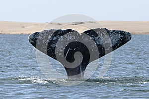 Grey whale tail going down in bahia magdalena sand dunes background