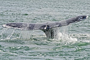 Grey whale tail going down in ocean