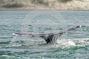 Grey whale tail going down in ocean