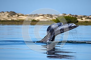 Grey whale tail going down in ocean at sunset