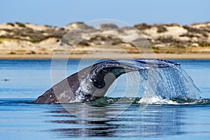 Grey whale tail going down in ocean at sunset