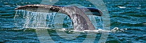 Grey whale tail going down in ocean at sunset