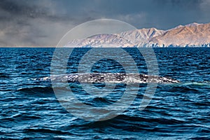 Grey whale tail going down in ocean at sunset