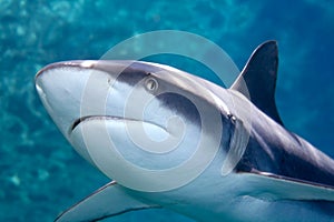 Grey whaler Shark photo