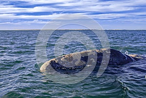 Grey Whales Eschrichtius robustus in their winter birthing lagoon at Adolfo Lopez Mateos in Baja California