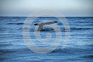 Grey Whales Eschrichtius robustus in their winter birthing lagoon at Adolfo Lopez Mateos in Baja California photo