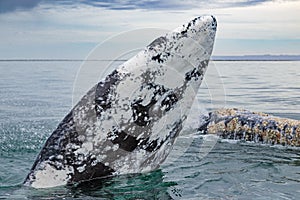 Grey whales surface in Baja California on Mexico`s Pacific coast