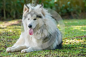 A grey white Alaskan malamute dog sitting on green grass