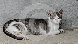 Grey with white belly domestic cat, green eyes, lying, close up