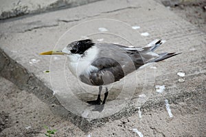 Grey white bird with long yellow beak