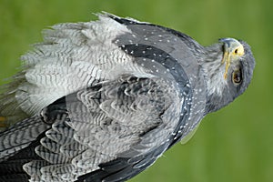 Grey white bird of prey