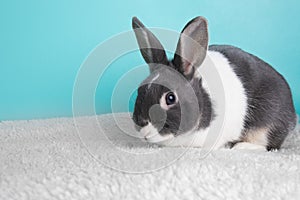 Grey and white bunny rabbit lying down