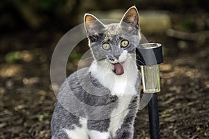 Grey/White Cat