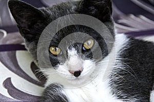 Grey/White Cat