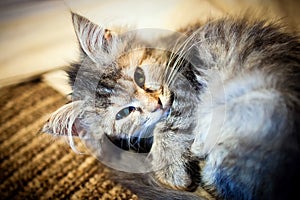 Grey-white cat curled up