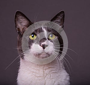 Grey and White Cat on Dark Background