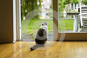 Grey and white cat inside home sitting, looking towards the outside garden through a glass door. View from behind