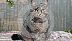 Grey and white cat itting in front of white background