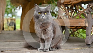 Grey and white cat itting in front of white background