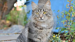 Grey and white cat itting in front of white background