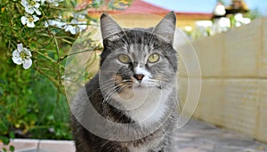 Grey and white cat itting in front of white background