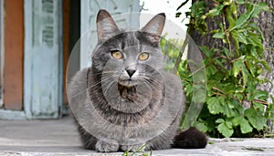 Grey and white cat itting in front of white background