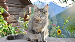 Grey and white cat itting in front of white background