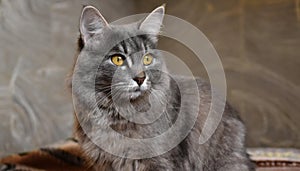 Grey and white cat itting in front of white background