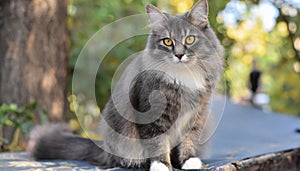 Grey and white cat itting in front of white background