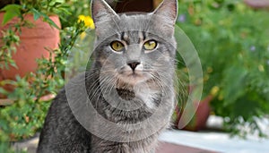 Grey and white cat itting in front of white background