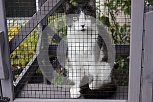 Grey and white cat in an outdoor enclosure called a catio in a garden setting