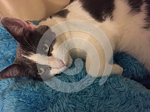 Grey and White Cat resting.